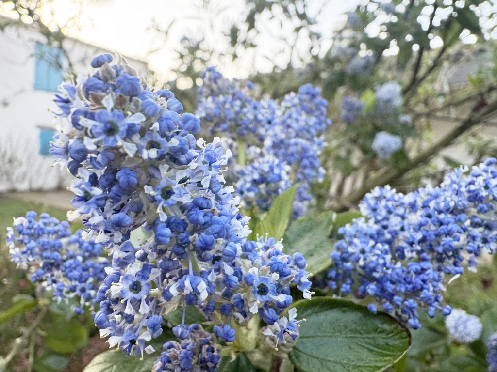 Jardins